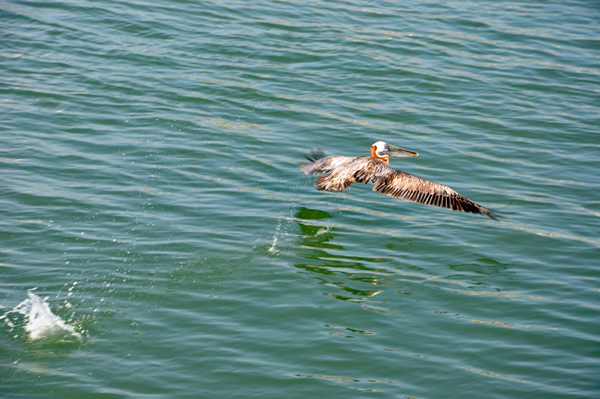 pelican flying